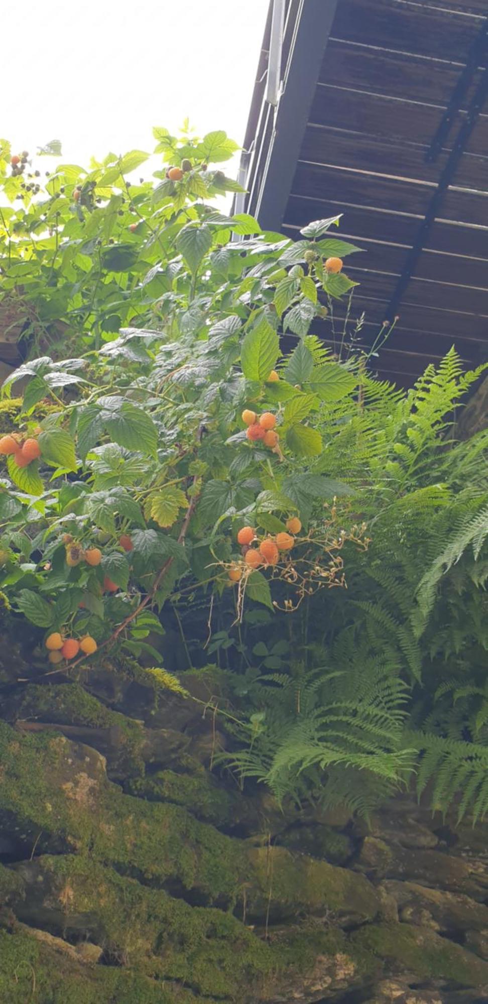 La Petite Romantique Martelange Exterior foto